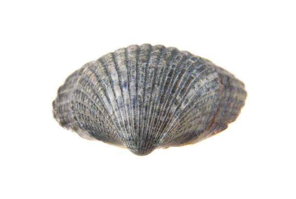 shell isolated on white background - Φωτογραφία, εικόνα