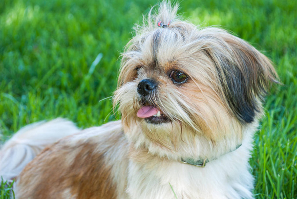 Porträt shih tzu Hund liegt auf Gras - Foto, Bild