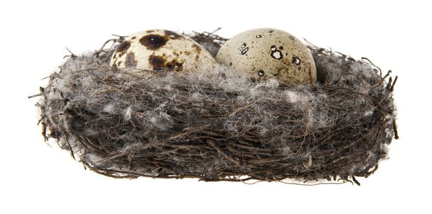Huevos en el nido aislados sobre fondo blanco
 - Foto, imagen