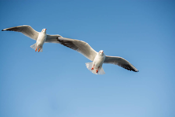 Pair of seagulls flying in the sky background - Photo, Image