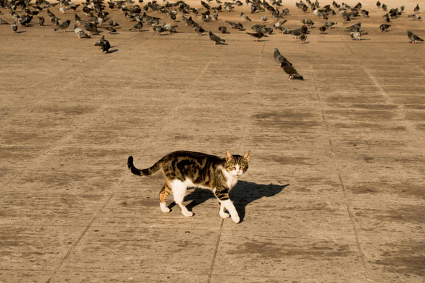 Outro retrato do gato de rua sem-teto - Foto, Imagem