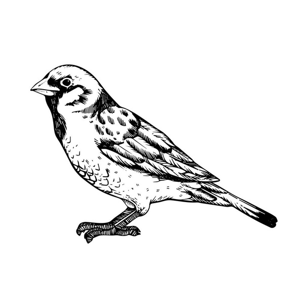 Sparrow bird engraving vector - Vettoriali, immagini