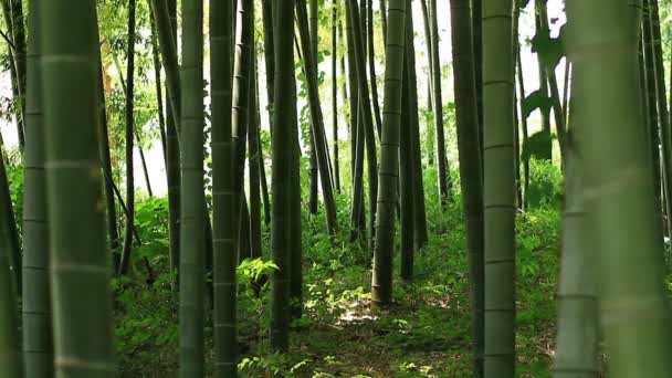 Bambus v lese na Takebayashi parku v Tokiu / jeho přírodní lokalita v Tokiu. fotoaparát: Canon Eos 7d - Záběry, video