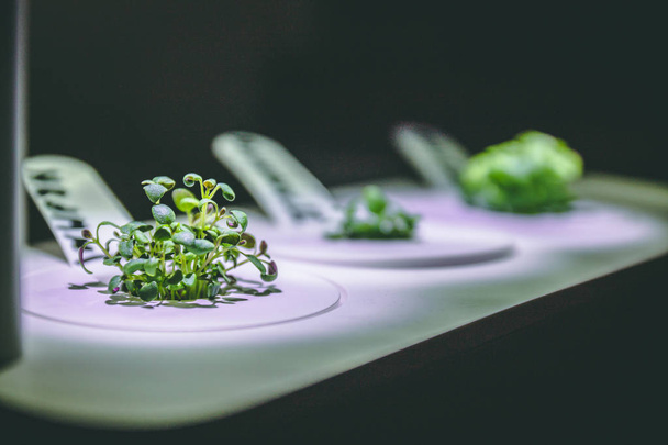 enlarged image of a little green thyme plant sprout growing from - Fotografie, Obrázek