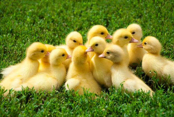 little ducklings on green grass - Photo, Image