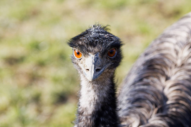 Portrait von emu (dromaius novaehollandiae)) - Foto, Bild