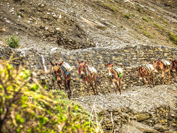 Landschaft und Natur des Naturschutzgebietes Annapurna in Nepal - Foto, Bild