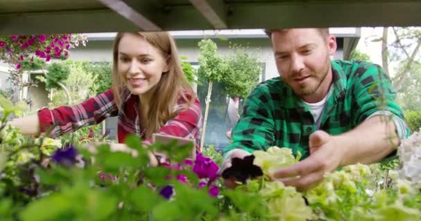 Χαρούμενο ζευγάρι καλλιέργεια λουλούδια στον κήπο - Πλάνα, βίντεο