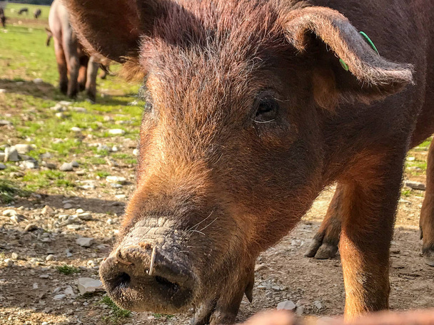 Ispanya 'daki çiftlikte, Holm meşe ve mavi gökyüzü ve bulutlarla çayırda otlama yapan İberyalı domuzlar sürüsü - Fotoğraf, Görsel