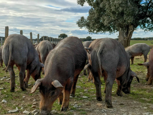 Ispanya 'daki çiftlikte, Holm meşe ve mavi gökyüzü ve bulutlarla çayırda otlama yapan İberyalı domuzlar sürüsü - Fotoğraf, Görsel