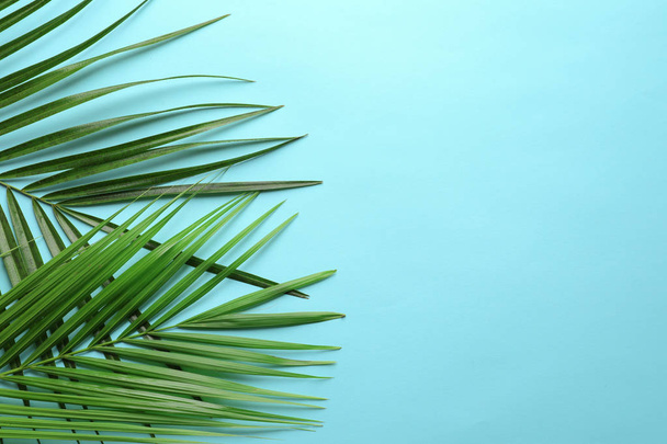 Beautiful tropical Sago palm leaves on color background, top view - Fotó, kép