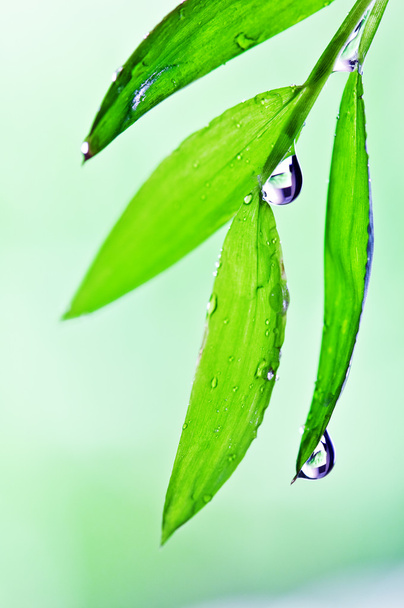 leaf - Foto, afbeelding