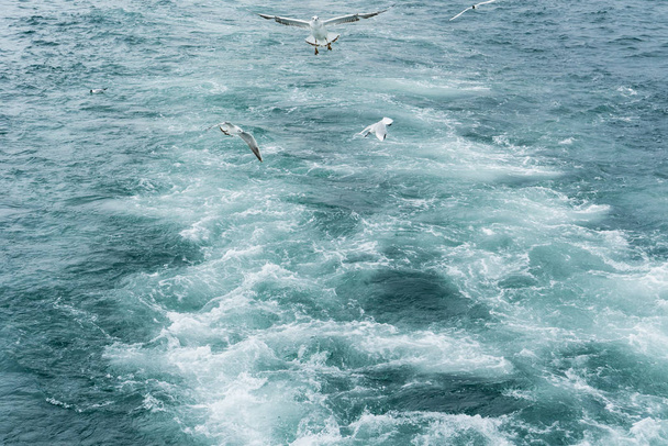 Istanbul bosphorus sea with seagulls - Фото, изображение