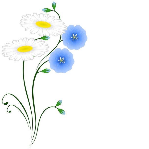 blaue Blüten aus Flachs und Gänseblümchen auf weißem Hintergrund. - Vektor, Bild