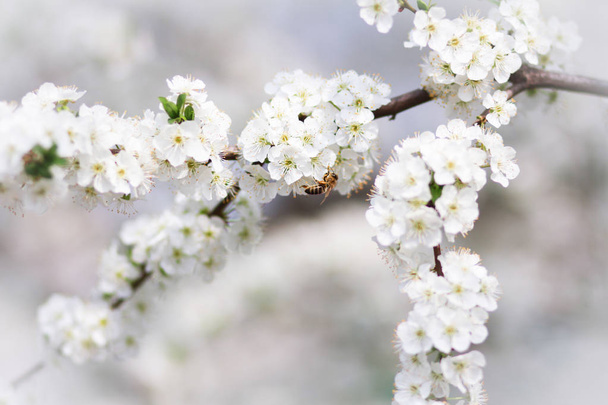 Ramo fiorito di un albero con un'ape
 - Foto, immagini