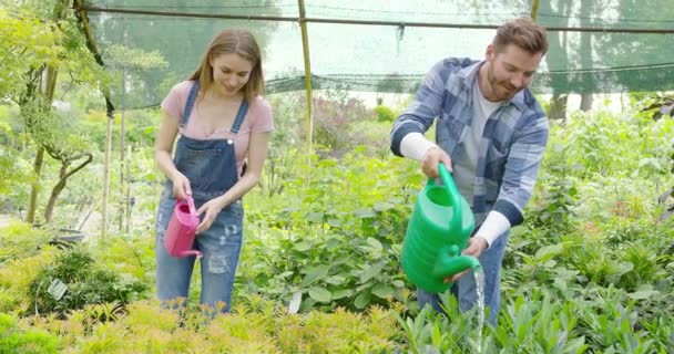 Cheerful couple watering plants in hothouse - Footage, Video
