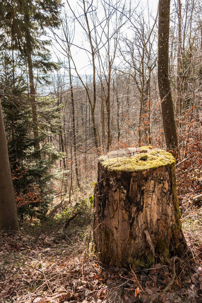 Pahýl stromu uprostřed lesa - Fotografie, Obrázek