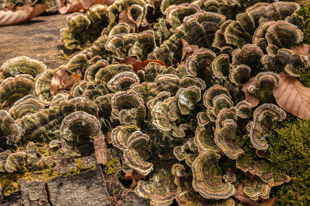 Champignons sur un tronc d'arbre au milieu de la forêt
 - Photo, image
