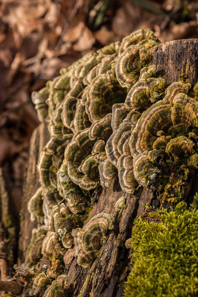 Houby na kmeni stromu uprostřed lesa - Fotografie, Obrázek