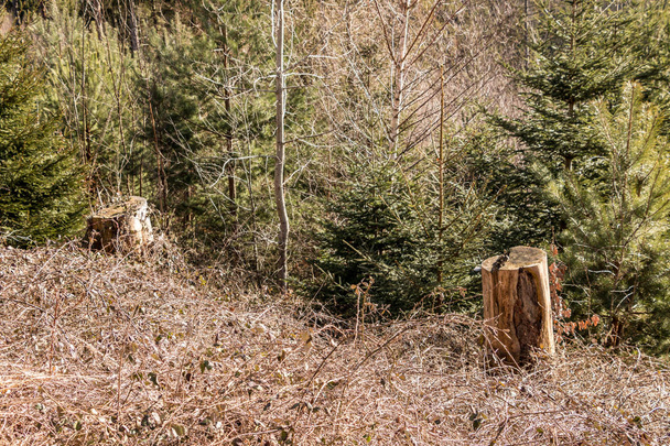 Pahýl stromu uprostřed lesa - Fotografie, Obrázek