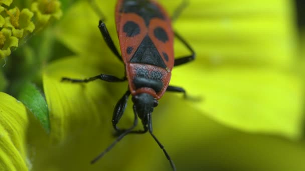 Rode soldaat Striped kever, Firebug, Spilostethus Pandurus, insect Macro - Video