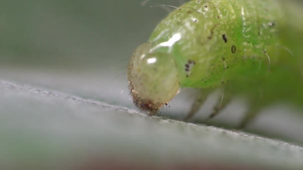Small green caterpillar, Chrysodeixis includens, soybean looper. Noctuidae macro - Footage, Video