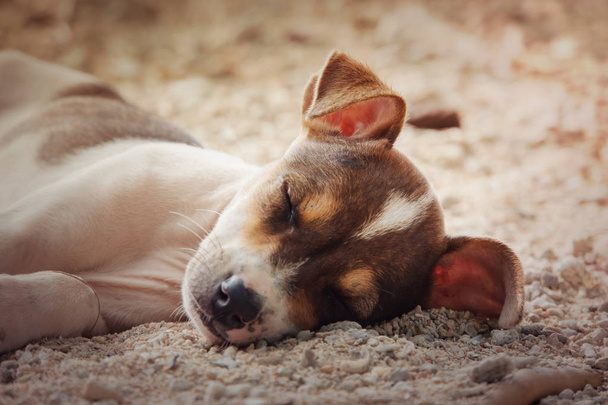 chihuahua cão relaxante e descansando
 - Foto, Imagem