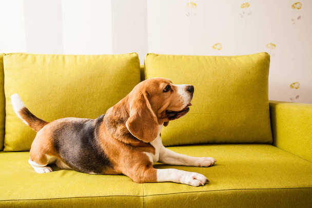 lying beagle dog - Foto, Imagen