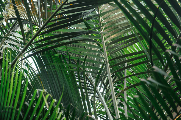 Palmenbrunch. grüne Blätter Hintergrund. Tapete mit dünnen Palmblättern. - Foto, Bild