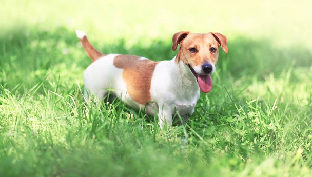Jack Russell Terrier dog on the spring grass on a sunny day - Foto, afbeelding