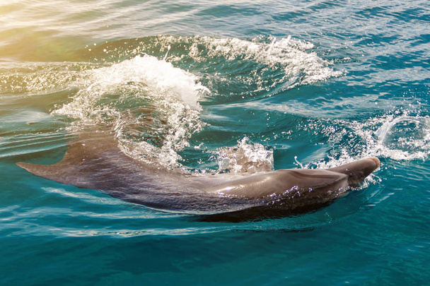 O golfinho yong Bottlenose está nadando no mar vermelho
 - Foto, Imagem