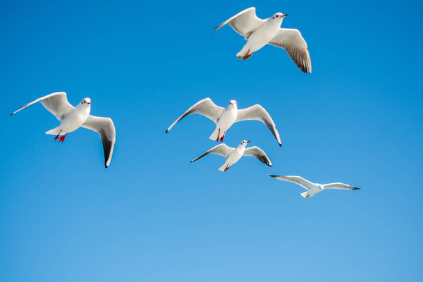 Seagulls flying in the sky background - Photo, Image