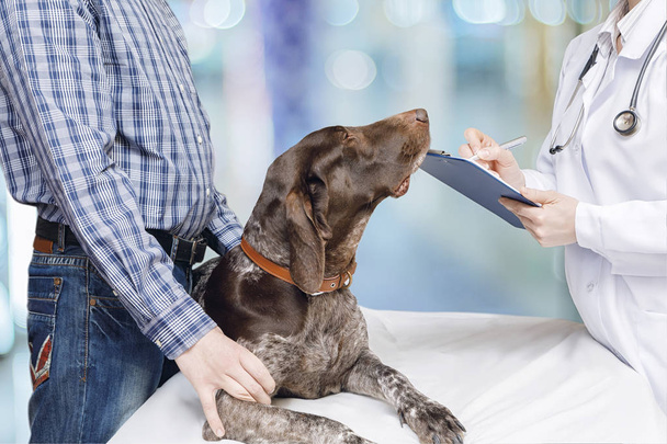 Veteriner köpeği tedavi için bir reçete yazıyor . - Fotoğraf, Görsel