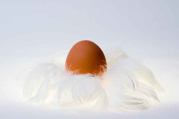 Huevo en el nido de plumas
 - Foto, imagen