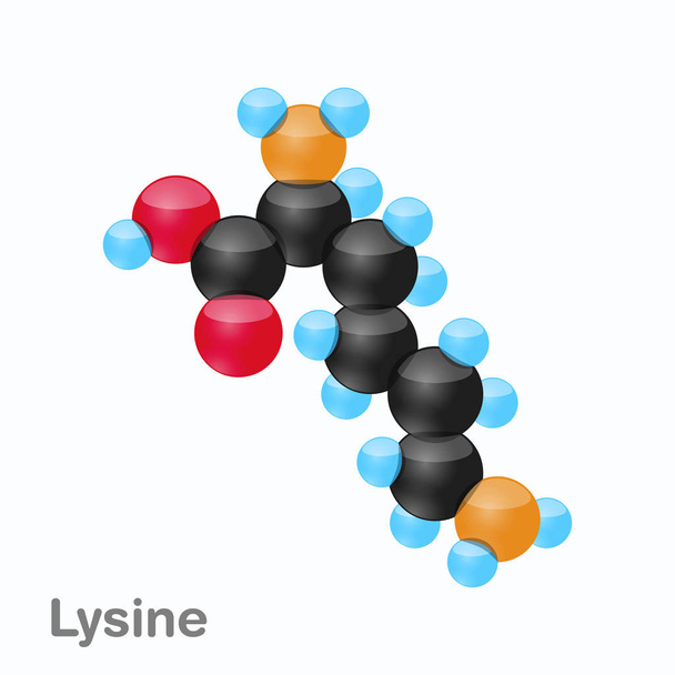 Lizin, Lys, egy aminosav, a fehérjék bioszintézisében használt molekula - Vektor, kép