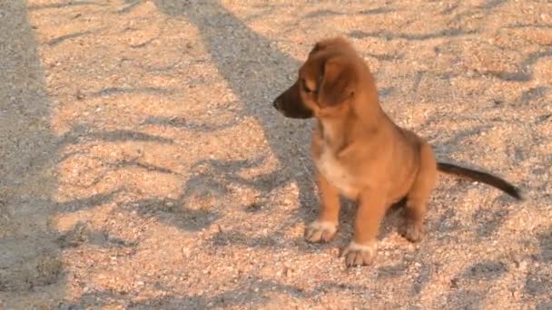 Bonito filhote de cachorro vadio sem-teto adorável na praia de areia no verão
 - Filmagem, Vídeo