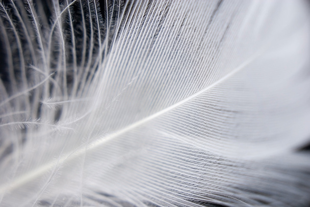 Feather closeup series - Foto, imagen