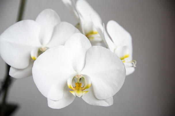 Szirmok fehér orchidea közelről - Fotó, kép