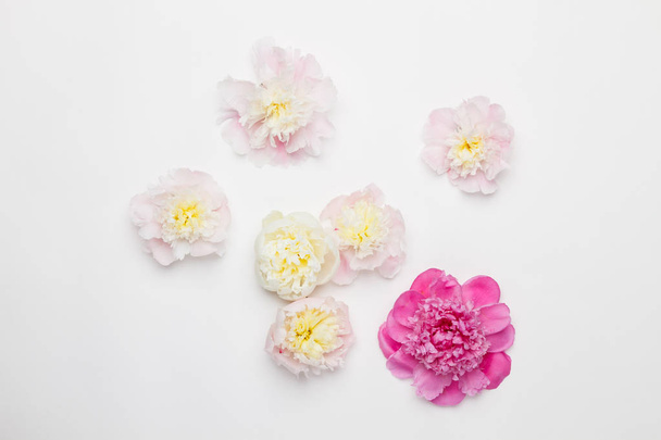 Peonies on a white background. Top view - 写真・画像