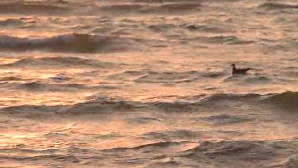 Seagull zwemmen op zee oppervlakte met golven - Video