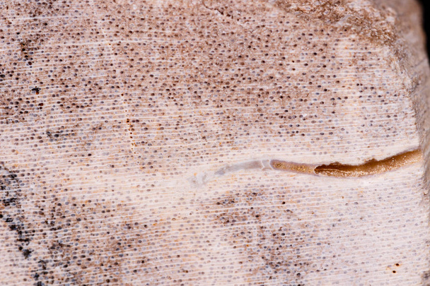 Макро минеральный камень окаменел дерево на черном фоне
 - Фото, изображение