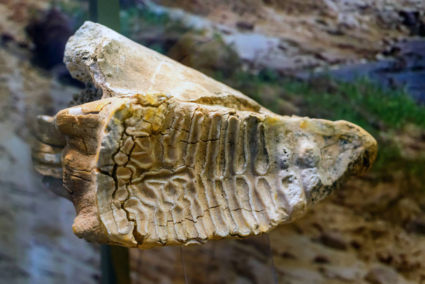 Estepa dientes de mamut en el museo
 - Foto, imagen