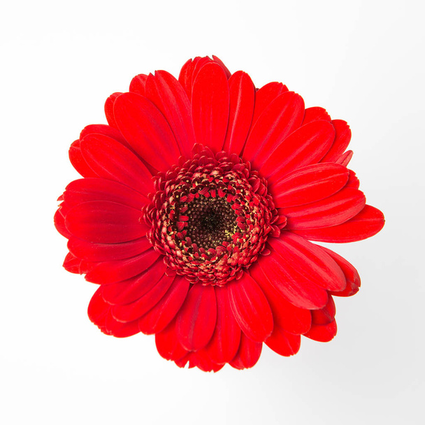 Beyaz arka plan üzerinde şirin kırmızı çiçek - Fotoğraf, Görsel