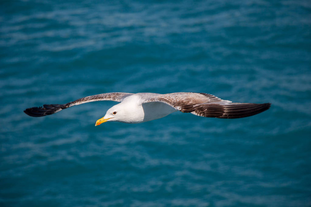 Single seagull flying with with sea as a background - 写真・画像