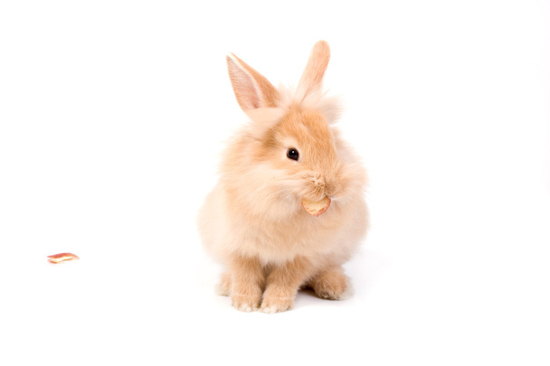 красный кролик
 - Фото, изображение