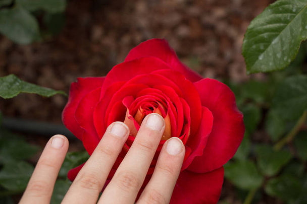 Hand holding a  colorful Rose Flower - Foto, Imagen