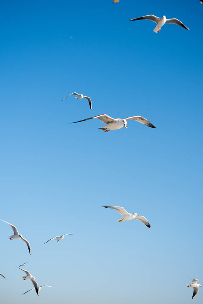 Seagulls flying in the sky background - Фото, зображення