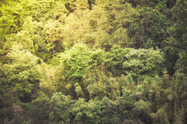 Mixed forest trees background - Fotó, kép