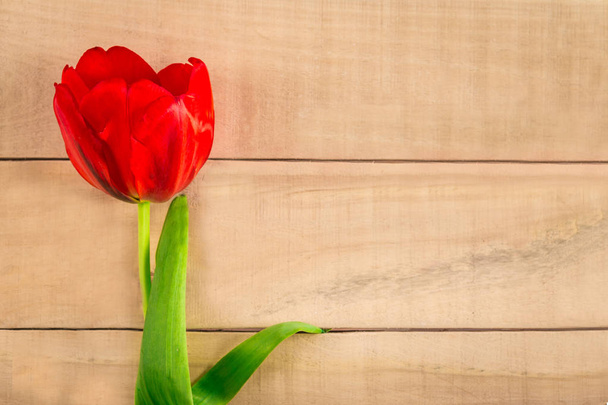 Rote Tulpenblume liegt allein auf dem Tisch - Foto, Bild