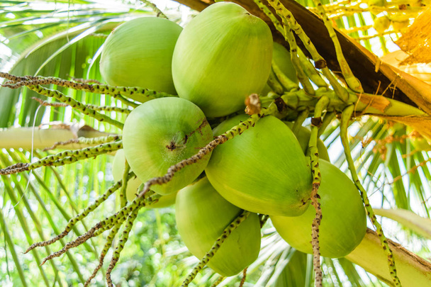 Coconuts on the tree - Фото, изображение